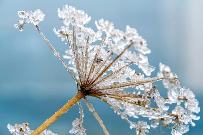 Frozen dandelion in winter